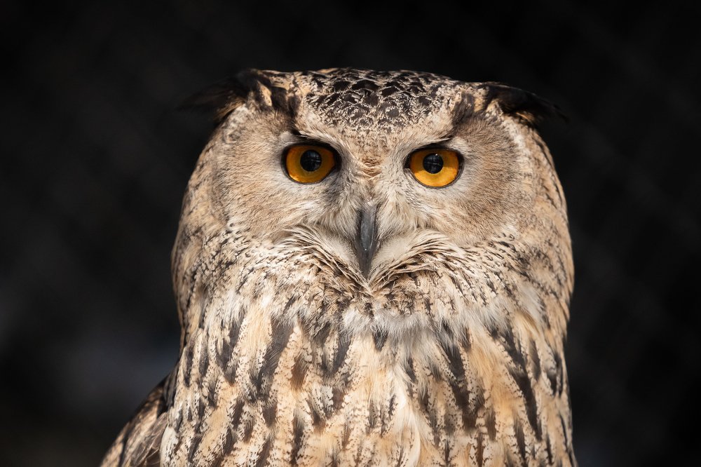 Фотография автора Дмитрий Эбингер