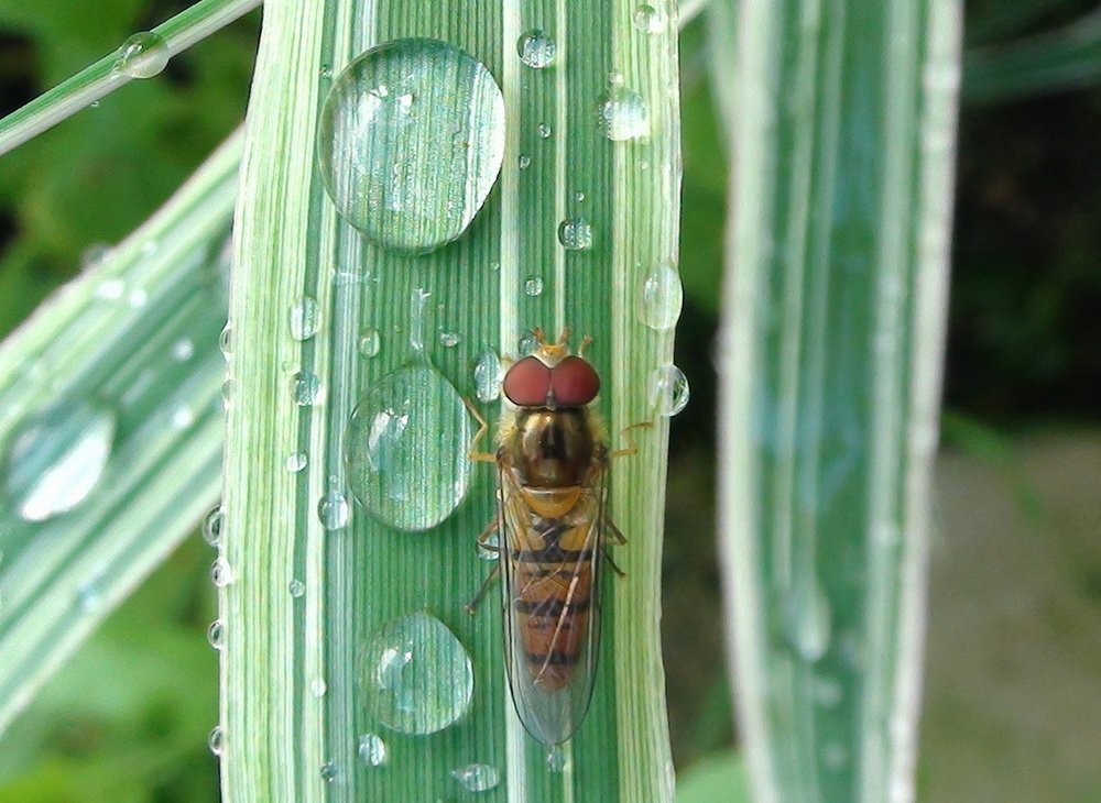 Fly on a leaf after rain