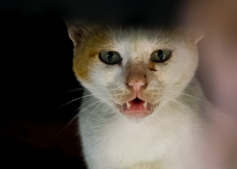 Photograph by Richard Aaron San Lorenzo