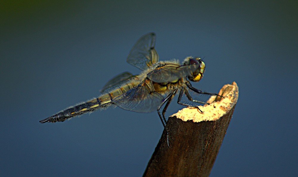 Photograph by Риф