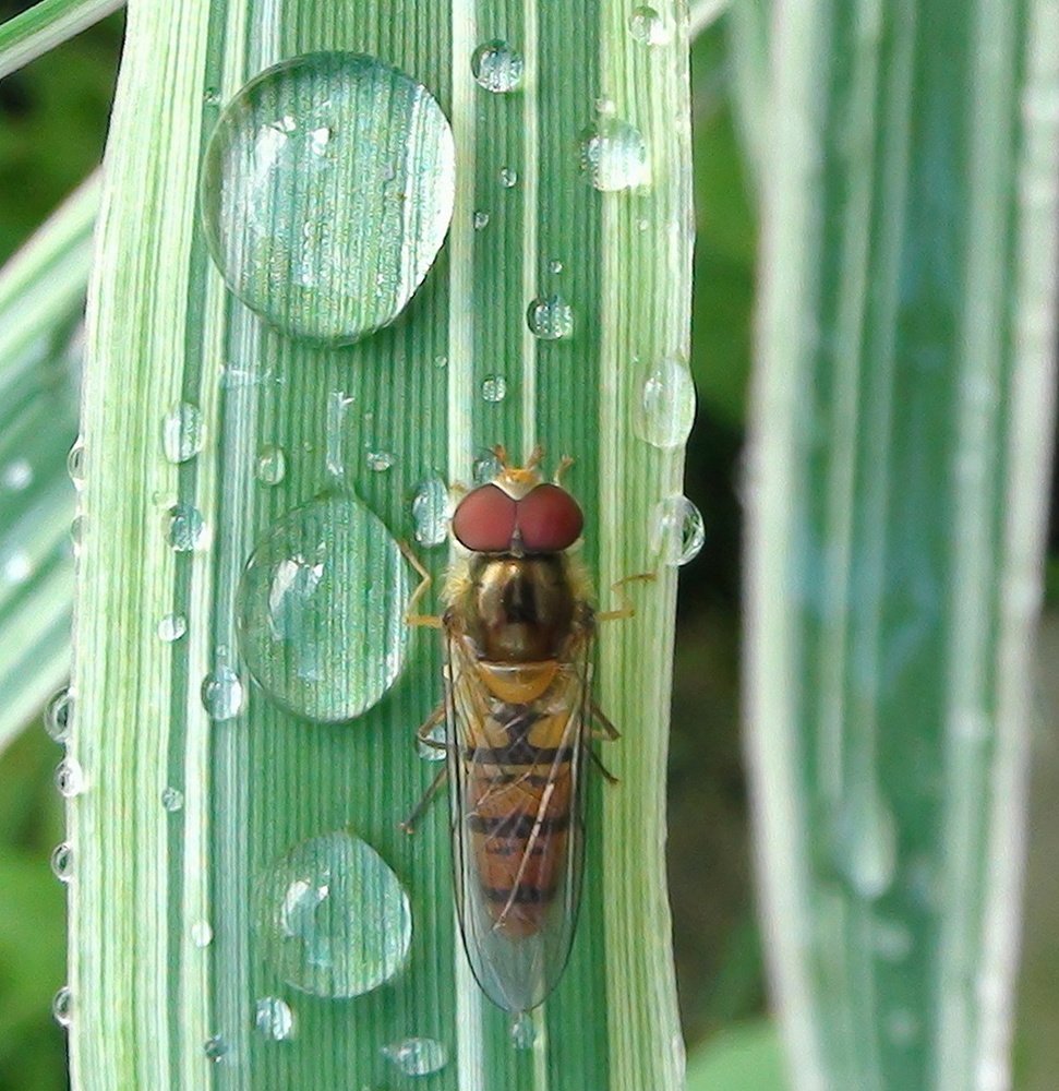 Fly on a leaf after rain