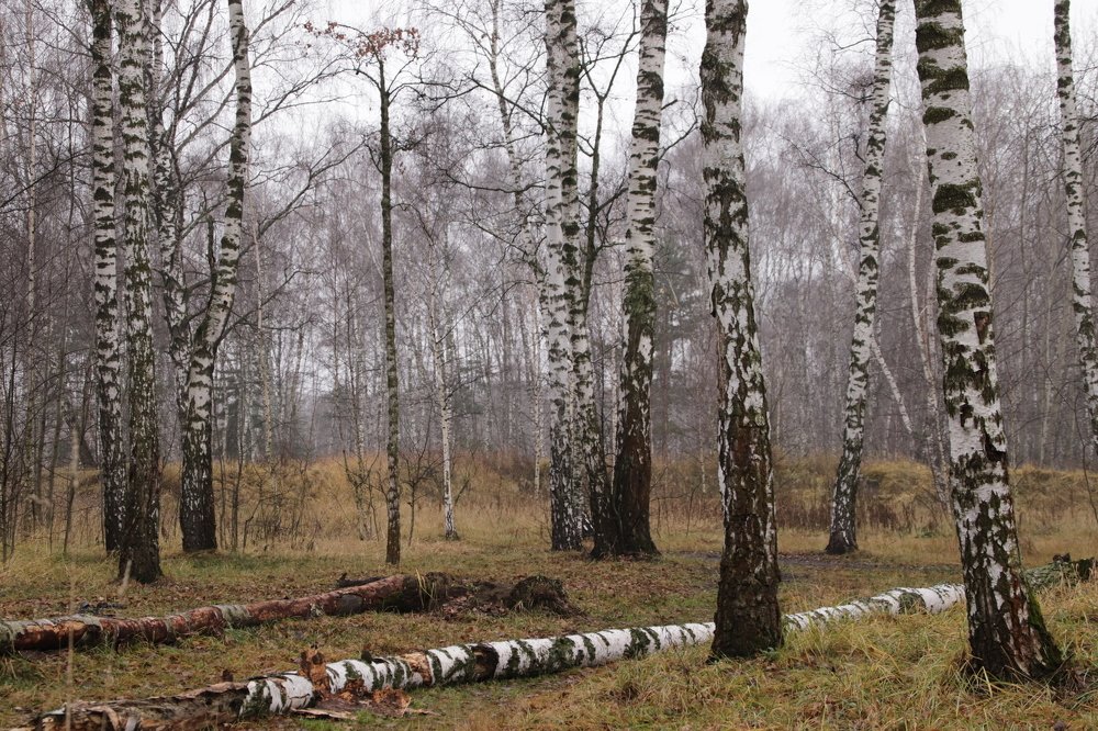 Photograph by OSSETROVA Eugeniya