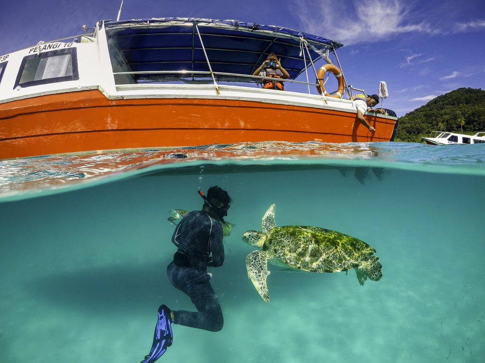 Hawksbill Turtle