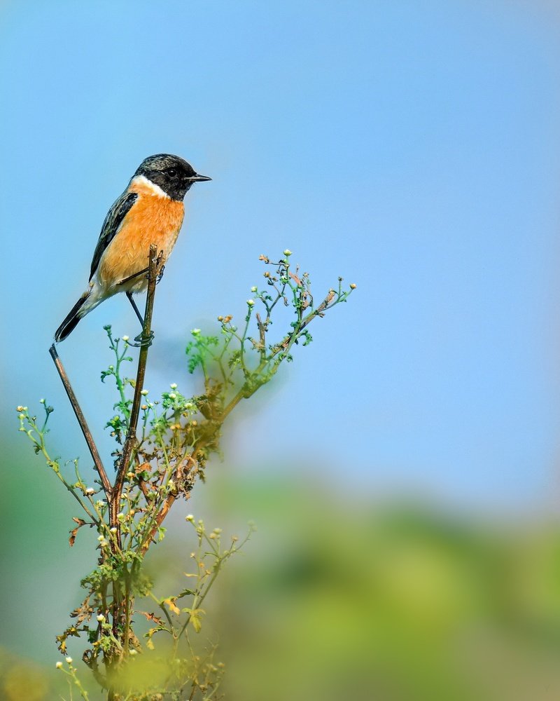 Up above the plant so high...
