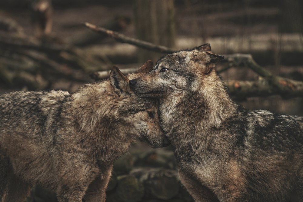 Photograph by Ihor Kyrylchuk