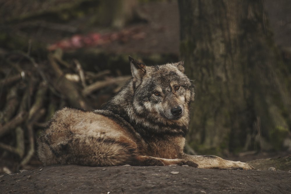 Photograph by Ihor Kyrylchuk