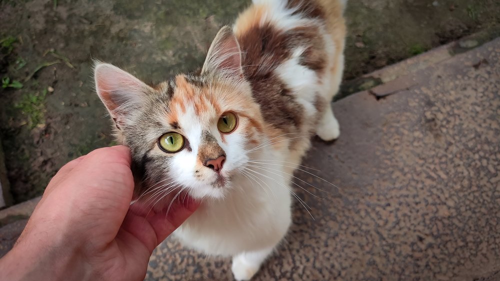 Photograph by Борис Шохин