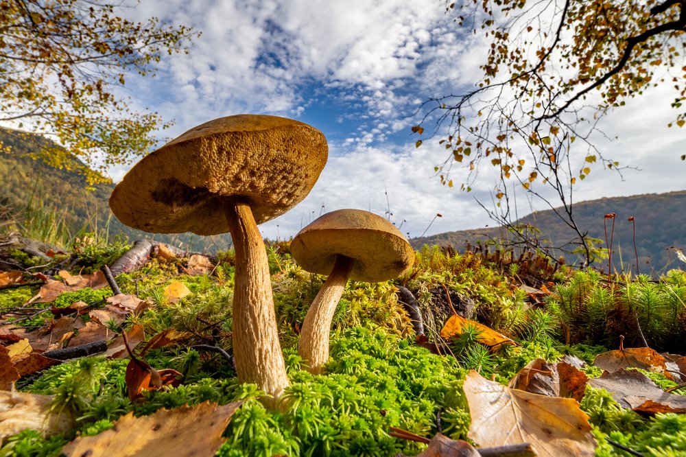 Photograph by Tamas Vargyasi