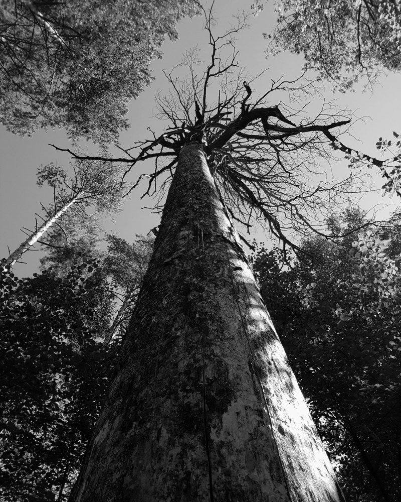 монументальность