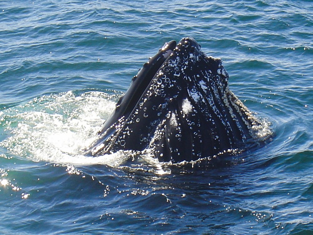 Photograph by Ivan Karavka