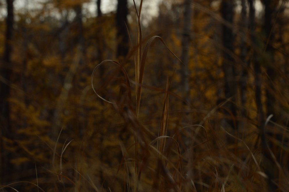 Photograph by Наталья Мордовская