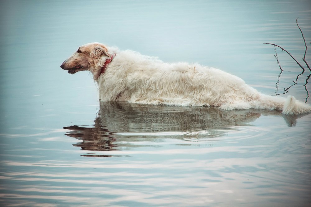 Фотография автора Анна Петина