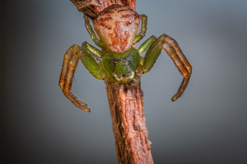 Photograph by БОРИС БЕЛКАНИЯ