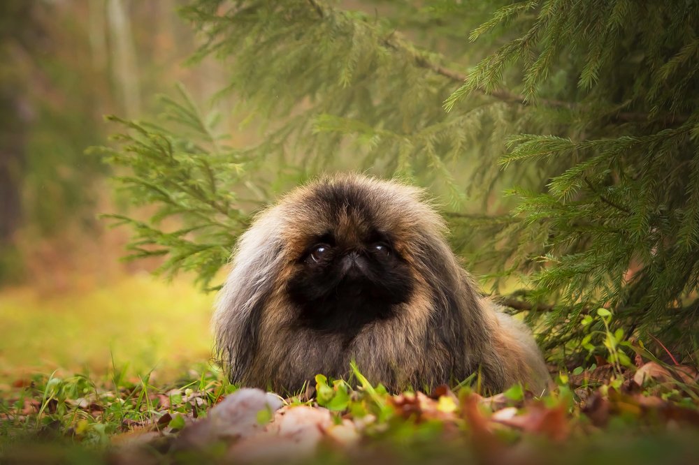 Photograph by Виктория Мамаева