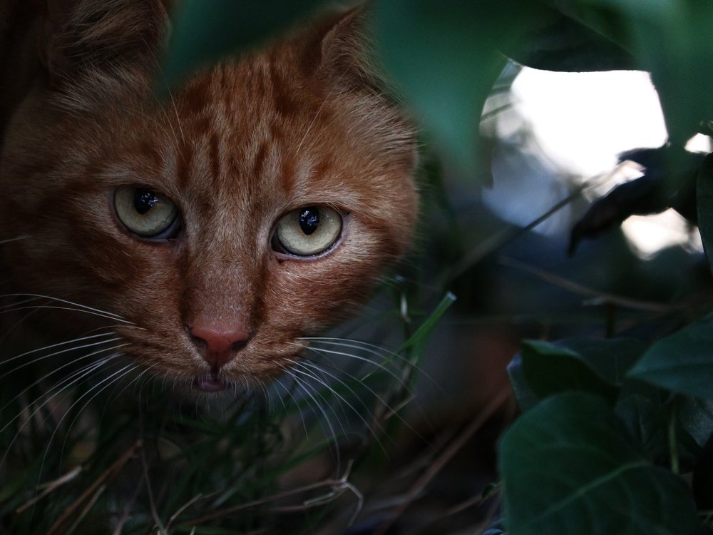 Photograph by Георгий Акопджанов