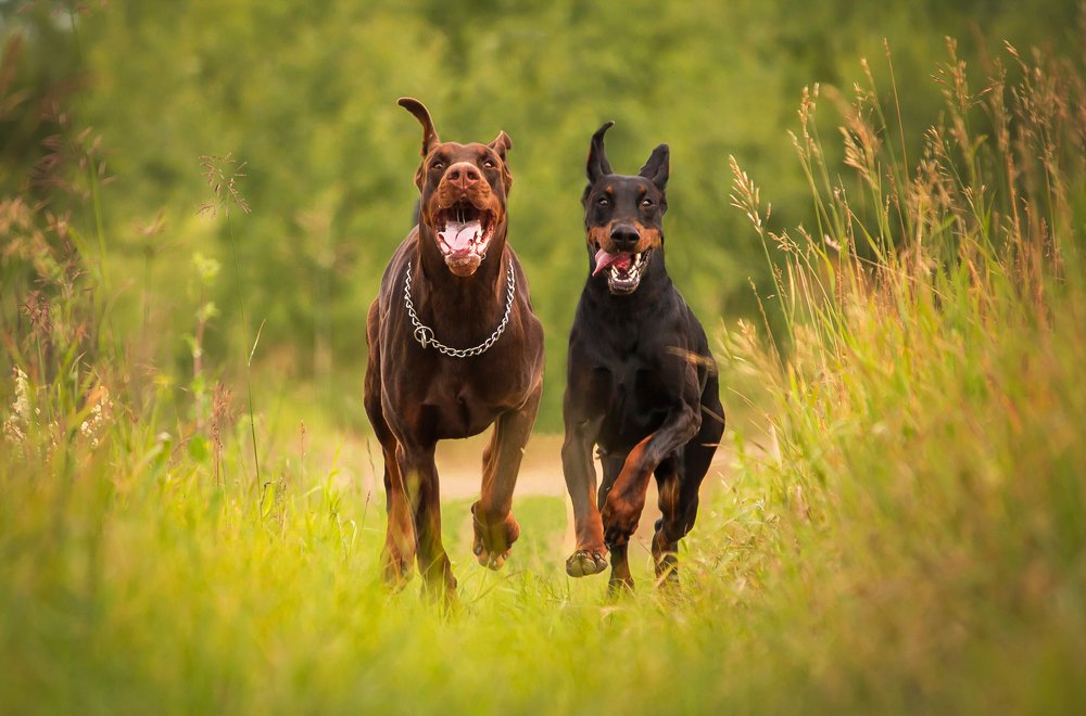 Photograph by Виктория Мамаева