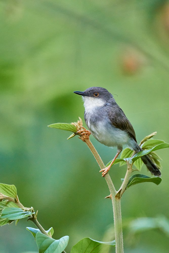 Photograph by Kushan Madushanka Sonnadara