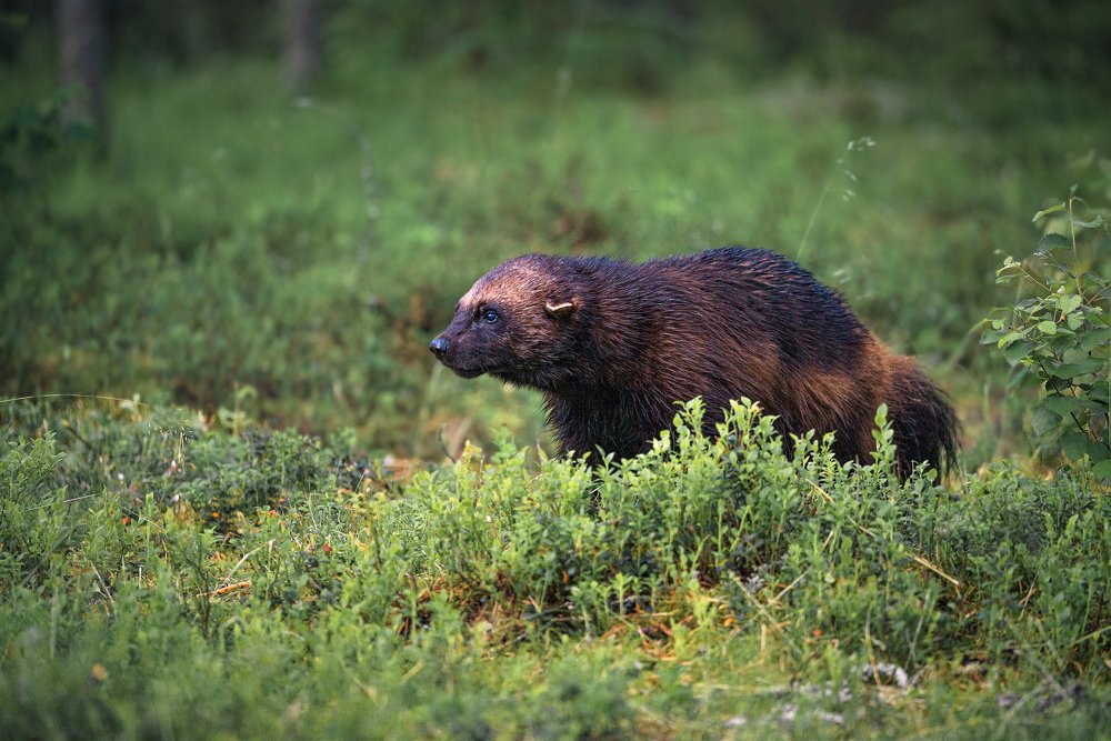 Photograph by Vladimir Koss