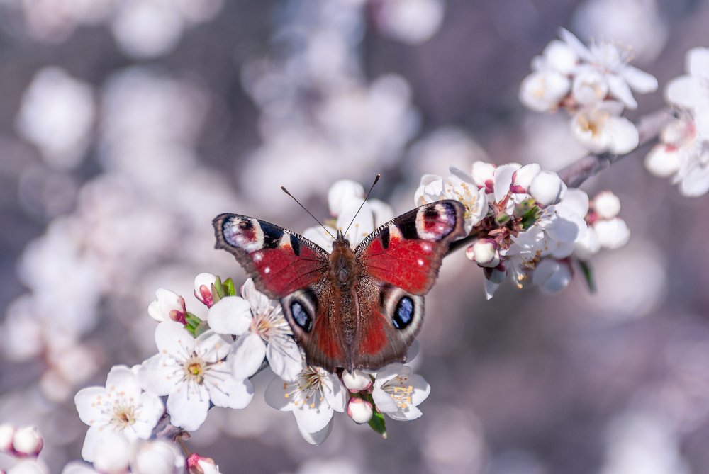 Photograph by Ольга Максимова