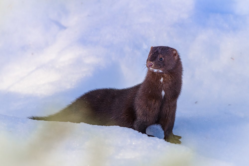 Photograph by Vladimir Koss