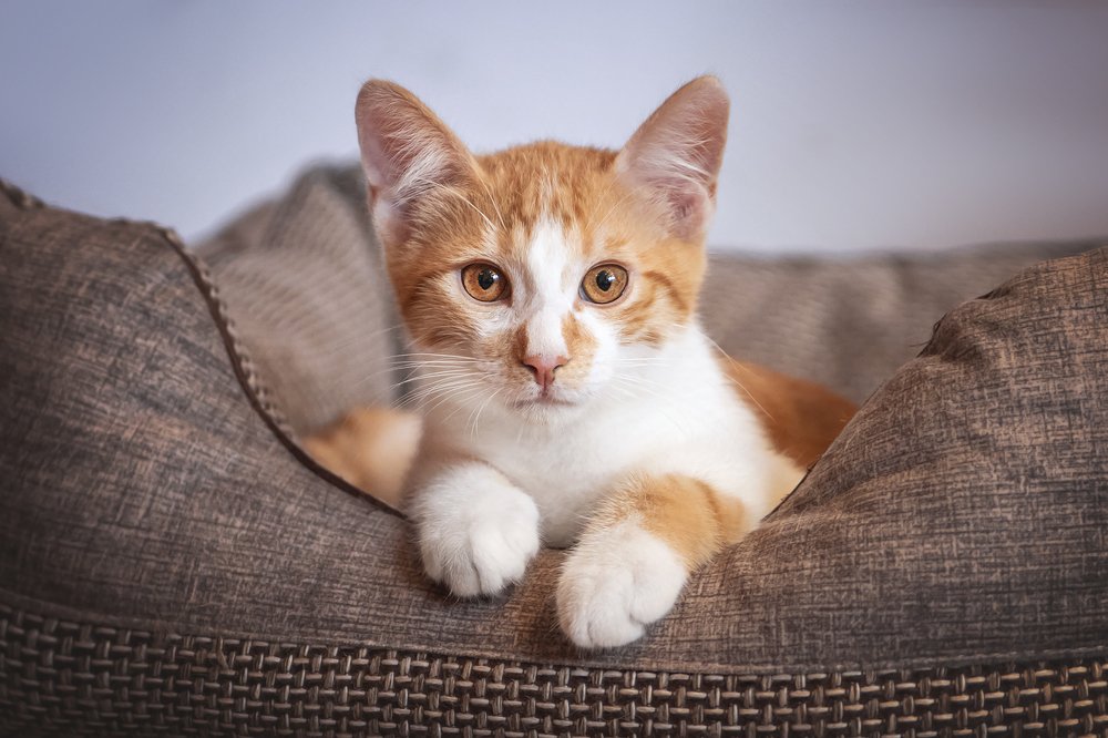 Photograph by Ирина Леонова