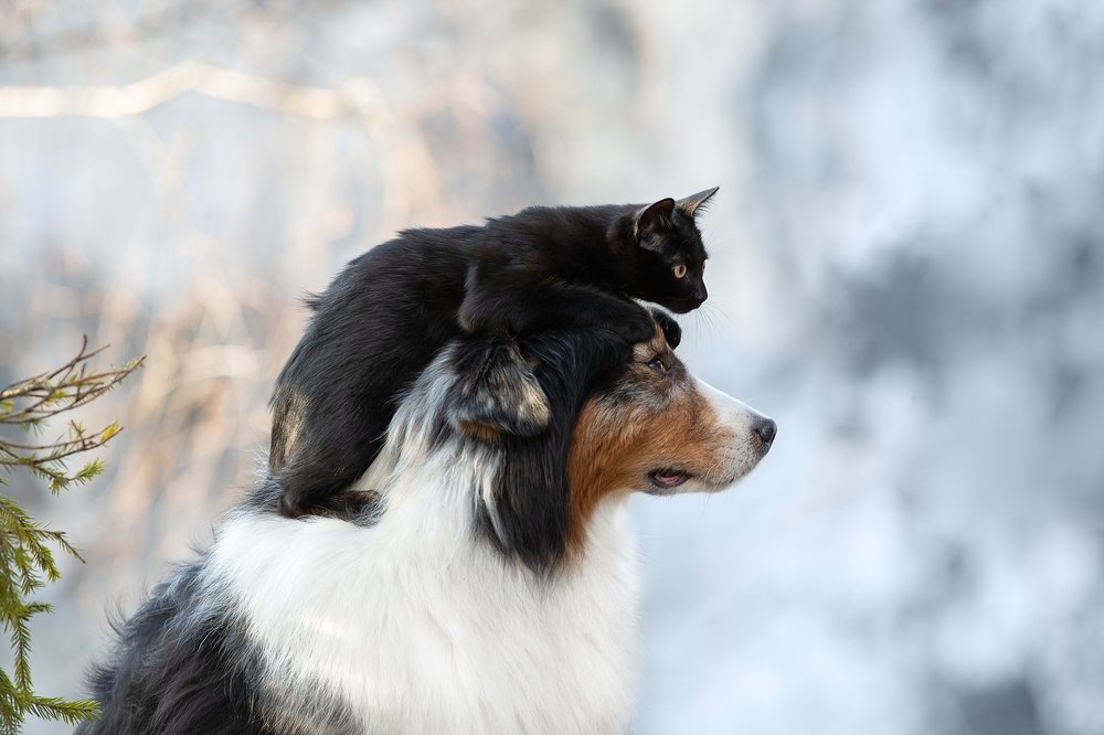 Photograph by Светлана Писарева