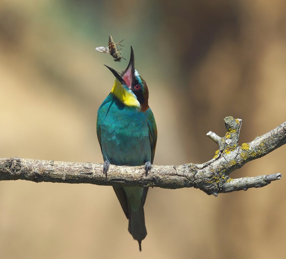 Photograph by Олег Есиков