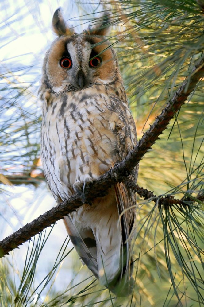 Ушастая сова
