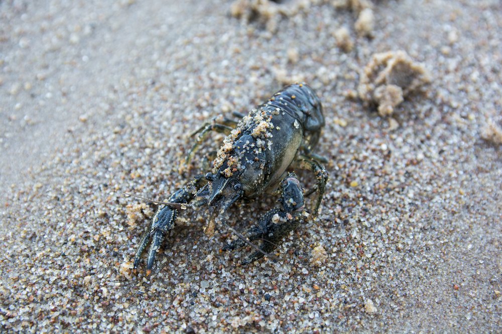 На морском берегу...