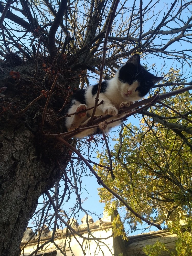 Photo #5279219
