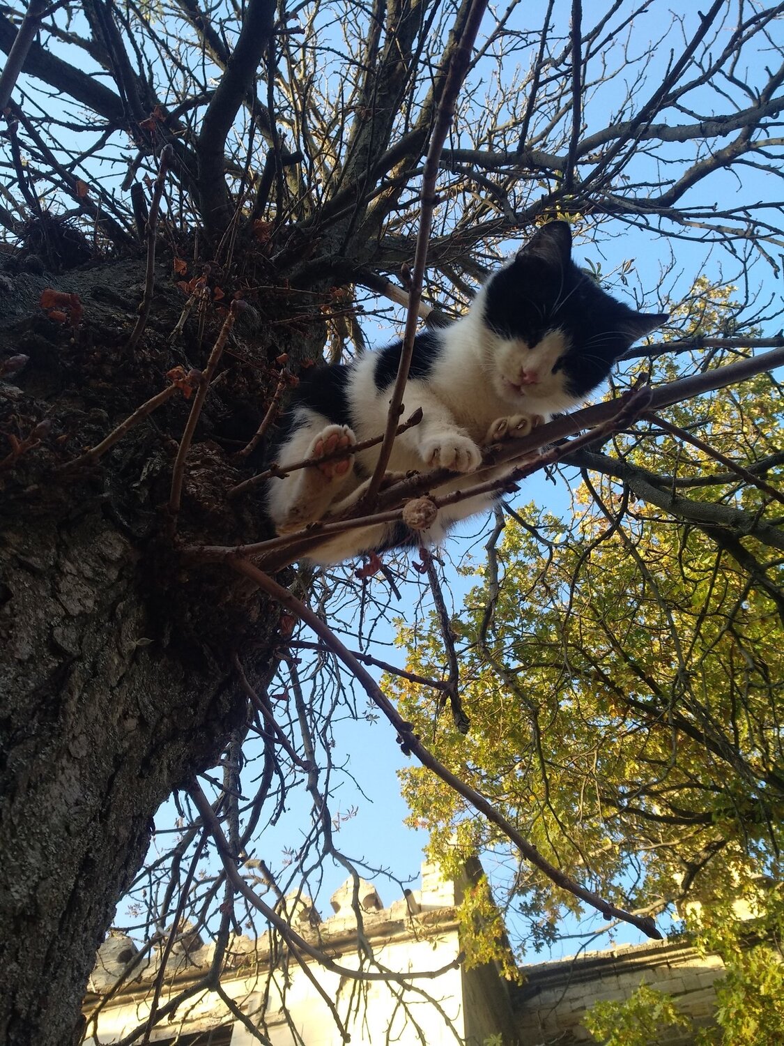 Photo #5279219