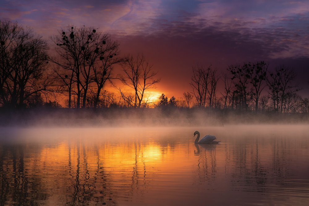 Swan Lake ..