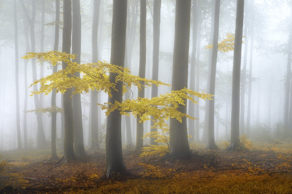 The mystery of autumn