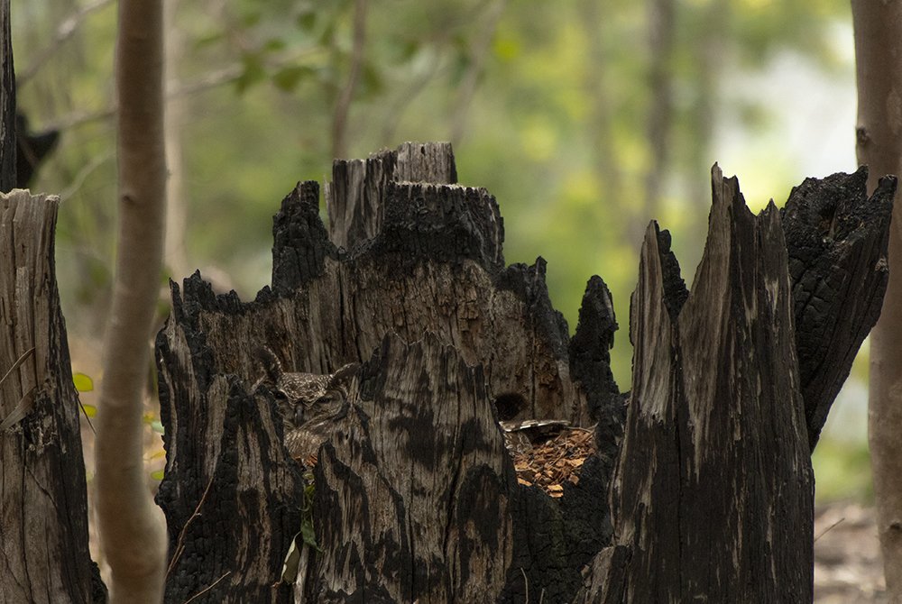 Photograph by Deon Oosthuizen