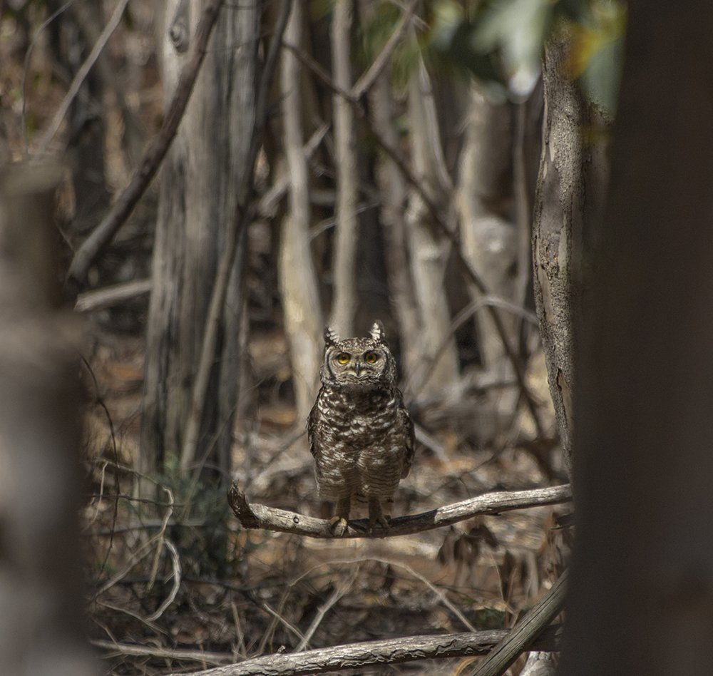 Photograph by Deon Oosthuizen