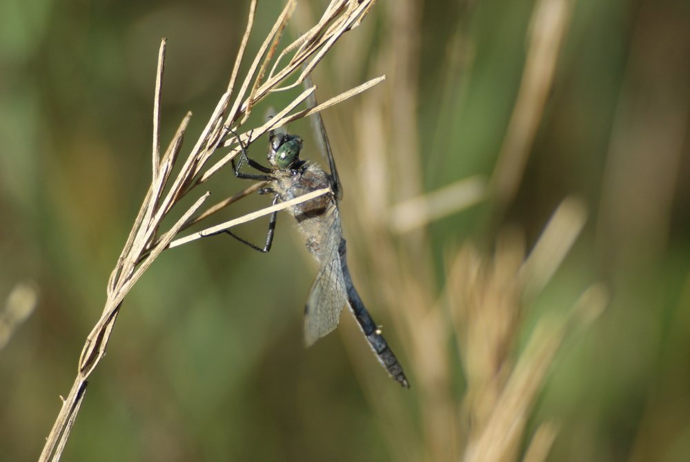 Photograph by Kristine Nesvetajeva