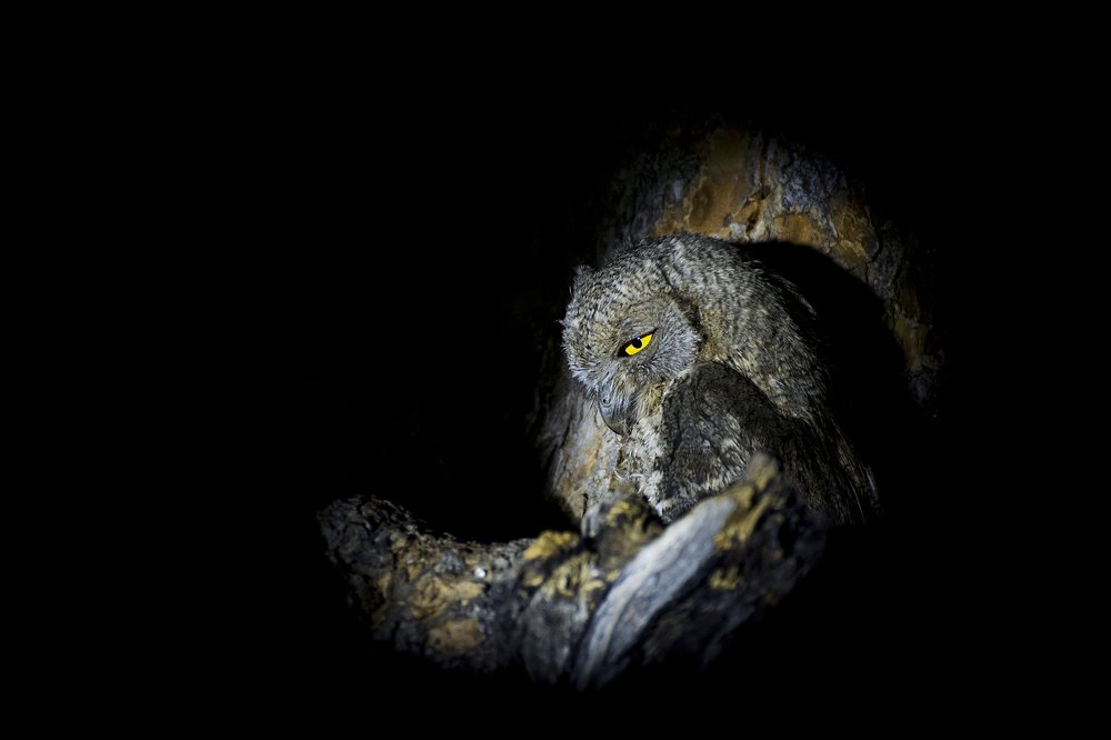 Camouflage in the dark