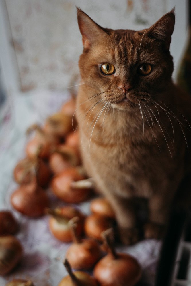 Photograph by Татьяна Мудренова