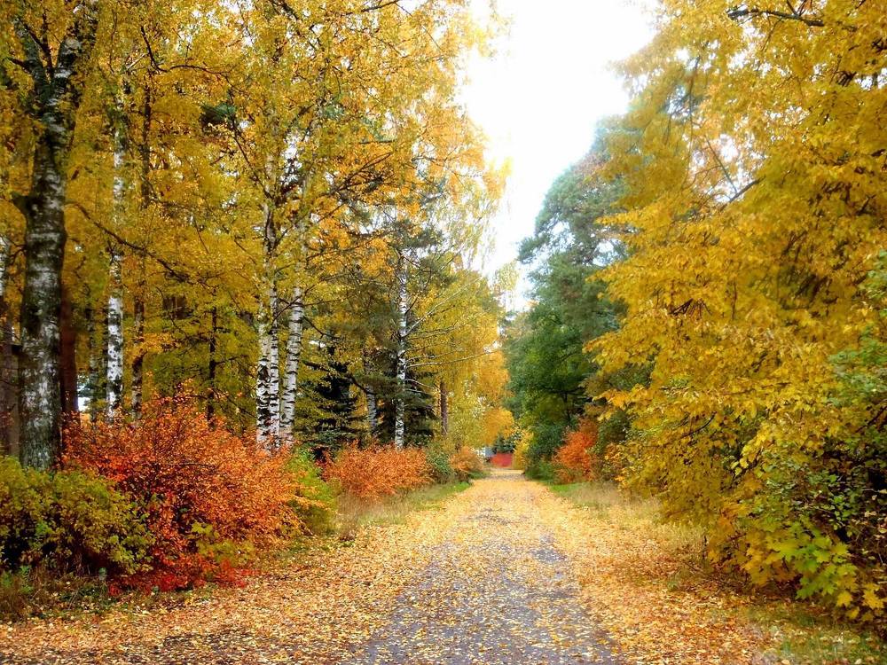 золотая осень