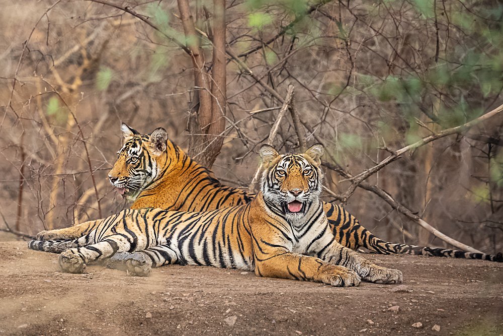 Photograph by Gajendra Singh