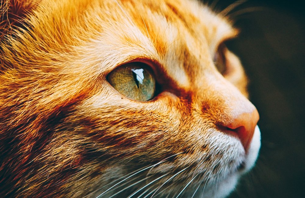 Фотография автора Дмитрий Иванушков