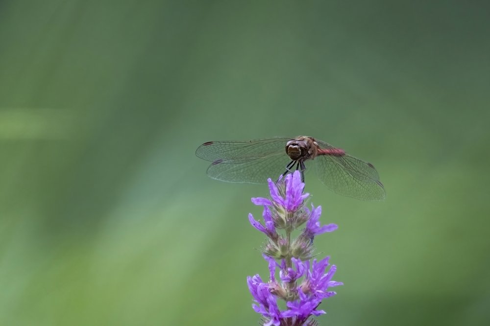 Photograph by Ernestas Balcikonis
