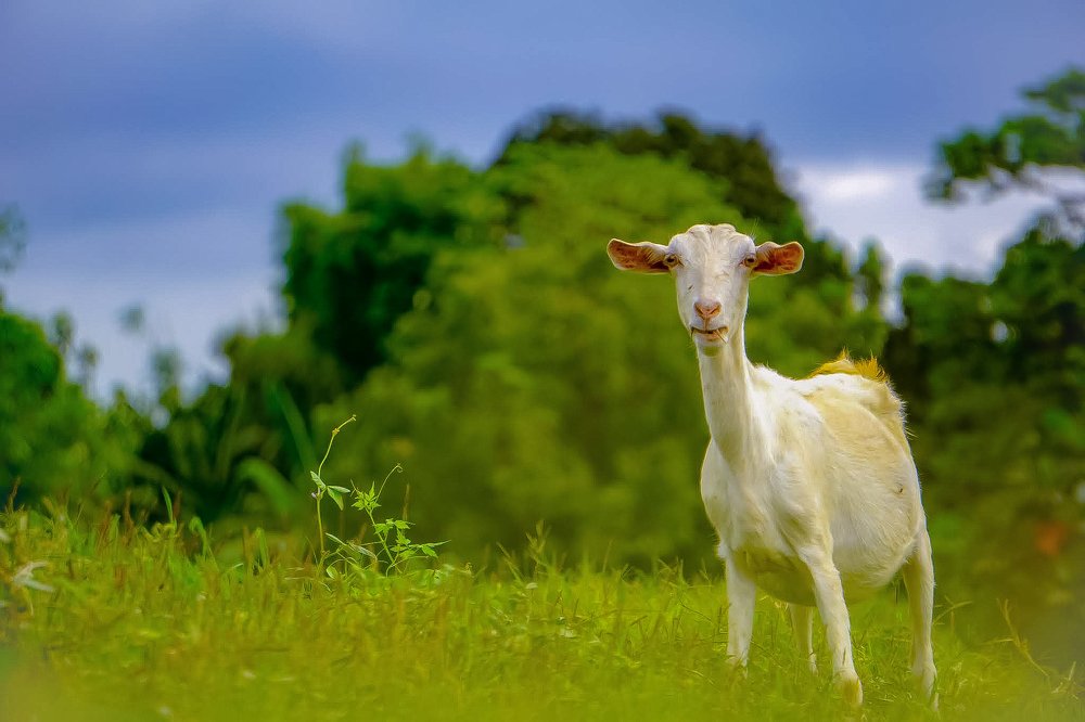 Photograph by Richard Aaron San Lorenzo