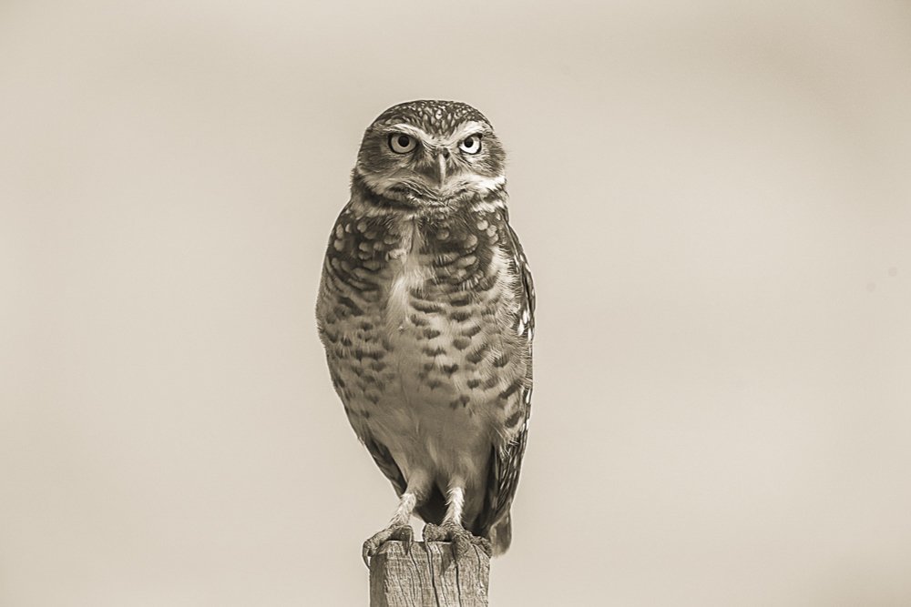 BURROWING OWL