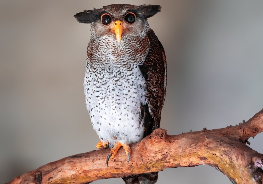 Photograph by Furqan Ali