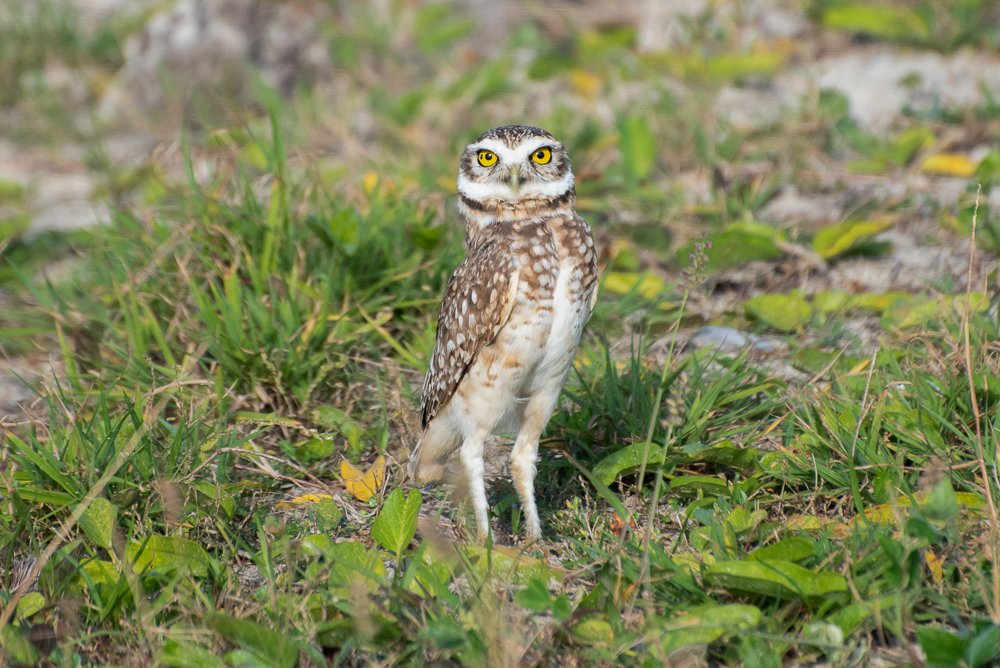 BURROWING OWL