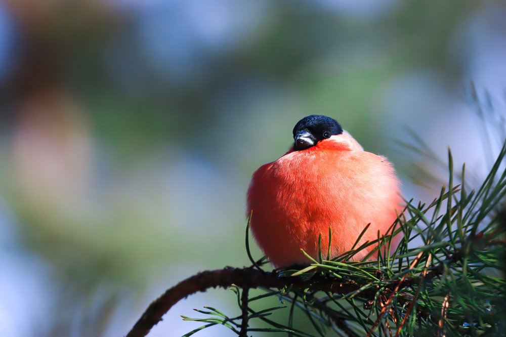 Photograph by Никита Шемякин