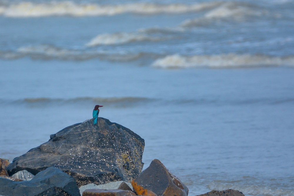 Фотография автора Grace Rani