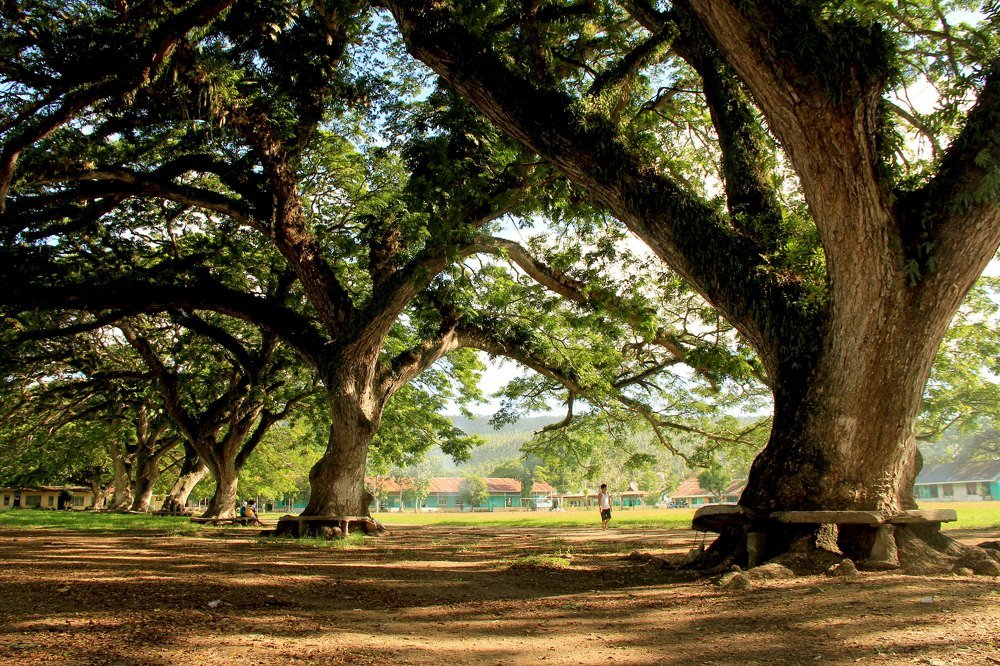 Century-old acacia trees