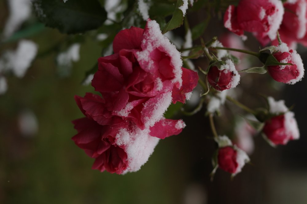 Photograph by Светлана Соколова